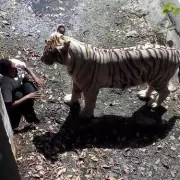 Terrifying Final Moments: The Deadly Cost of Wildlife Selfies