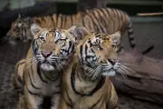 Thailand Battles Deadly Feline Virus Outbreak Killing 72 Captive Tigers