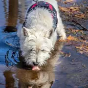 The Science Behind Wet Dog Smell and Which Breeds Are Most Prone