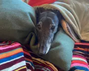 The Silent Sorrow: Navigating the Profound Grief of Losing a Beloved Pet