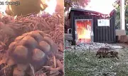 Tortoise's Dramatic Escape from Blazing Enclosure Captured on CCTV