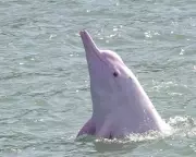 Toxic E-Waste Chemicals Found in Endangered Dolphins' Brains in South China Sea