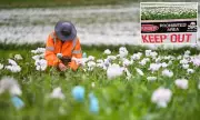 Toxic Poppy Theft Sparks Public Health Alert in Victoria