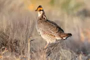 Trump Administration Removes Federal Protections for Dancing Prairie Bird
