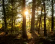 UK Intelligence Report Warns Biodiversity Collapse Poses Critical National Security Threat