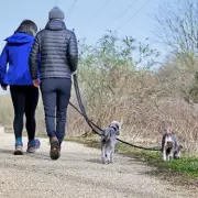 UK Pet Owners Face New Laws: Dog Seizures and Primate Licences