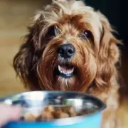 Urgent Pet Food Warning: Salmonella, Campylobacter, E.coli Found in Raw Products