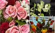 Valentine's Day Floral Fiasco: Shocked Customers Demand Refunds for Dead Flowers
