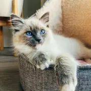 Vet Reveals 5 Cat Breeds He Would Never Own Due to Health Concerns