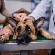 Vet Reveals 5 Dog Breeding Traits That Signal Serious Health Problems