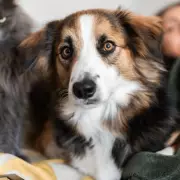 Vet Reveals 5 Dog Breeds First-Time Owners Should Avoid