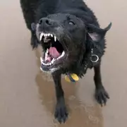 Vet Reveals Two Dog Breeds He Fears Most for Biting Risks