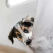 Vet Warns: Common Goodbye Habit Worsens Canine Separation Anxiety