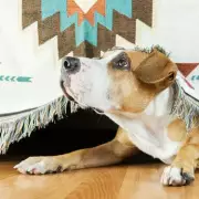 Vet Warns Dog Owners: Common Mistake Worsens Separation Anxiety