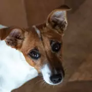 Vet Warns First-Time Dog Owners to Avoid These Three Challenging Breeds