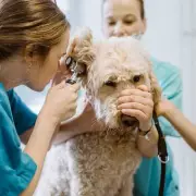 Vet's Exclusive Warning: Common Dog Habits That Could Signal Health Issues