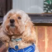 Vets Issue Urgent Warning: 5 Common Foods That Can Seriously Harm Your Dog