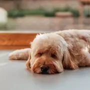 Vets Urge Immediate Action as Leptospirosis Threatens Dogs and Humans