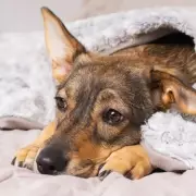 Vets Warn Cold Weather Masks 7 Early Arthritis Signs in Dogs