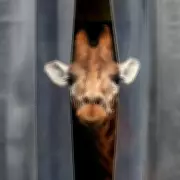 West Midlands Home with 'Giraffe Enclosure' Feature Baffles Potential Buyers