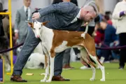 Westminster's 150th Show Nears Climax with Seven Elite Dogs Vying for Top Prize
