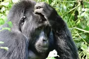 Why 2026 is the Prime Year for Unforgettable Gorilla Encounters in Uganda