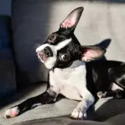 Why Dogs Tilt Their Heads: Vet Reveals Three Adorable Reasons