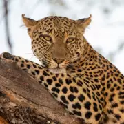 Wildlife Filmmakers Reveal Secrets from New Big Cats 24/7 Series