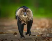 Wildlife Photographer of the Year People's Choice 2026 Shortlist Announced