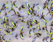 Wildlife Week: Cuddling Sloths, Dazed Iguanas, and a Very Fat Seal