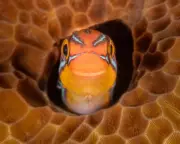 Wildlife Week: Peek-a-Boo Fish, Dunkin' Frogs, and Rare White Crow