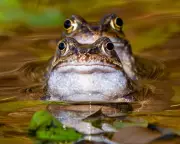 Wildlife Week: Rescued Dolphins, White Whale, and Rare Kākāpō Chick