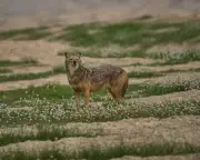 Wildlife Week: Thirsty Raccoons, Superhero Squids, and Delinquent Swans