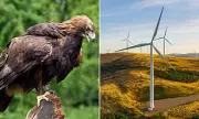 Wind Farm Threatens Golden Eagles in Scottish Borders, Charity Warns