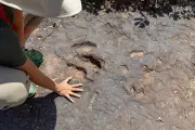 Youngest Dinosaur Tracks in Southern Africa Discovered in Knysna