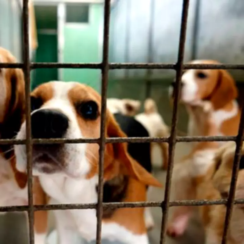 Many Tears Animal Rescue Centre Under Investigation for Alleged Misconduct