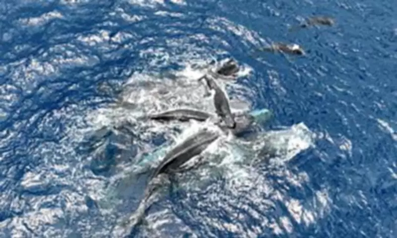 Sperm Whales Display Remarkable Teamwork in Rare Caribbean Birth Footage