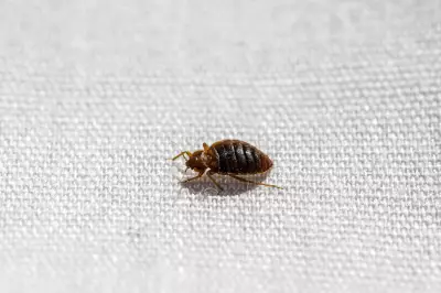 Accidental Lab Discovery Reveals Bedbugs' Fear of Water and Moisture