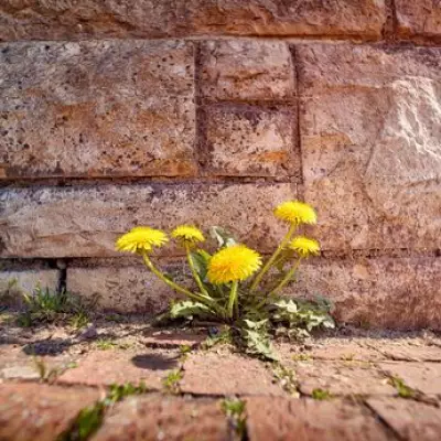 Alan Titchmarsh's Natural Weed-Killing Method Uses Sunlight and a Hoe