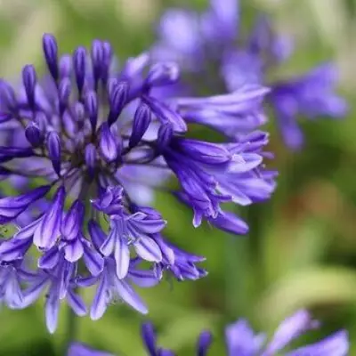 Alan Titchmarsh's Top 7 Drought-Tolerant Plants for Water-Wise Gardens