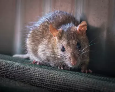 Australia Considers Restricting Rat Poisons to Protect Native Wildlife
