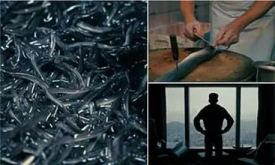 BBC Documentary Exposes Lucrative Glass Eel Smuggling Trade to Asia