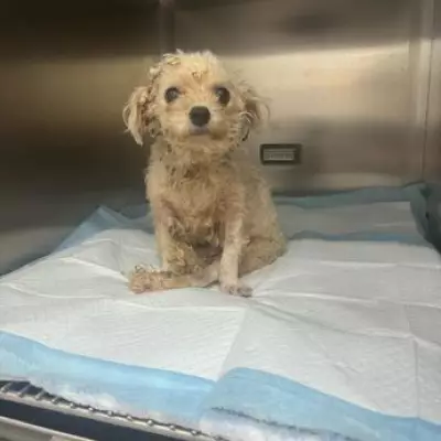 British Vets Fly to China on Rescue Mission for Dogs from Meat Trade