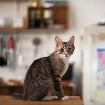 Cat Owner Captures Hilarious Moment Pet Tests Gravity by Knocking Items Off Table