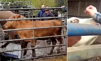 Cattle Rustlers Steal £20k Herd After Stag Do Tip-Off in Anglesey