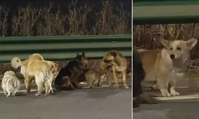 China's 'Dog Meat Truck Escape' Story Unravels: Corgi-Led Pack's Epic Journey Questioned