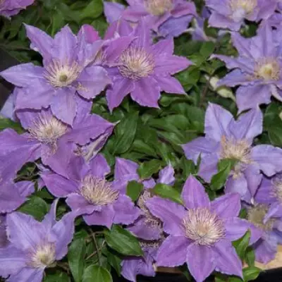 Compact Clematis Varieties Perfect for Small Urban Gardens and Containers