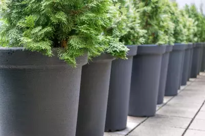 Conifers Transform Urban Gardens with Structure, Colour and Carbon Benefits