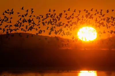 Dawn Spectacle: Thousands of Snow Geese Take Flight in Pennsylvania Migration