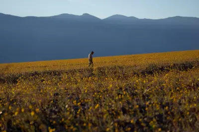 Death Valley's Rare Superbloom Transforms Desert into Floral Wonderland